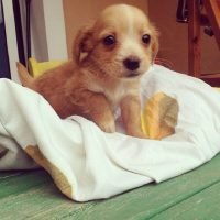 Cachorro de raza pequeña en adopción
