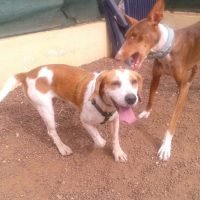Mix de beagle en adopción